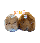 癒し系モルモット♡モッチ＆パン（個別スタンプ：5）