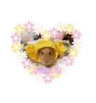 癒し系モルモット♡モッチ＆パン（個別スタンプ：11）