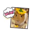 癒し系モルモット♡モッチ＆パン（個別スタンプ：14）