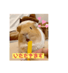 癒し系モルモット♡モッチ＆パン（個別スタンプ：16）