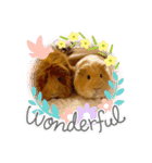 癒し系モルモット♡モッチ＆パン（個別スタンプ：20）