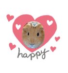 癒し系モルモット♡モッチ＆パン（個別スタンプ：23）