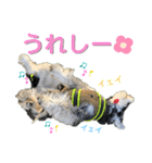 シュナウザー(太兵衛2)（個別スタンプ：1）