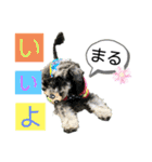 シュナウザー(太兵衛2)（個別スタンプ：4）