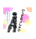 シュナウザー(太兵衛2)（個別スタンプ：9）