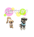 シュナウザー(太兵衛2)（個別スタンプ：11）