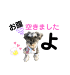 シュナウザー(太兵衛2)（個別スタンプ：15）