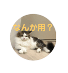 maimaisan（個別スタンプ：1）