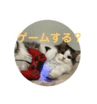 maimaisan（個別スタンプ：5）