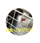 maimaisan（個別スタンプ：7）