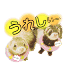 Everydayフェレットスタンプ1（個別スタンプ：2）