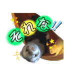 Everydayフェレットスタンプ1（個別スタンプ：5）