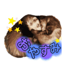 Everydayフェレットスタンプ1（個別スタンプ：9）