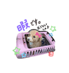 ラテさんのまいにち。2（個別スタンプ：13）