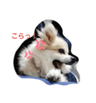犬と熱帯魚（個別スタンプ：1）