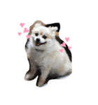 犬と熱帯魚（個別スタンプ：2）