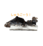 犬と熱帯魚（個別スタンプ：4）