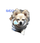 犬と熱帯魚（個別スタンプ：6）