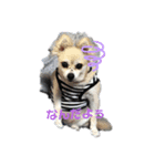 犬と熱帯魚（個別スタンプ：7）