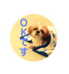 シーズーのごま「了解」＆「OK」スタンプ（個別スタンプ：2）