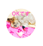 シーズーのごま「了解」＆「OK」スタンプ（個別スタンプ：4）