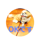 シーズーのごま「了解」＆「OK」スタンプ（個別スタンプ：5）