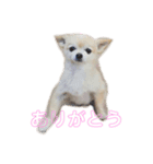 可愛いチワワのマロンちゃん 基本編（個別スタンプ：3）