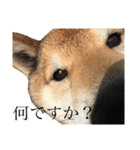 やまちゃんそのに（個別スタンプ：25）