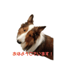 犬のチリィちゃんスタンプ（個別スタンプ：1）