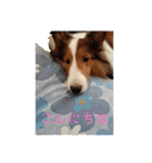 犬のチリィちゃんスタンプ（個別スタンプ：2）