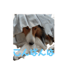 犬のチリィちゃんスタンプ（個別スタンプ：3）