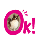 犬のチリィちゃんスタンプ（個別スタンプ：5）