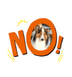 犬のチリィちゃんスタンプ（個別スタンプ：6）