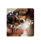 犬のチリィちゃんスタンプ（個別スタンプ：7）