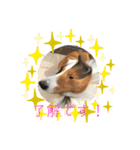 犬のチリィちゃんスタンプ（個別スタンプ：9）