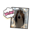 犬のチリィちゃんスタンプ（個別スタンプ：10）