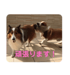 犬のチリィちゃんスタンプ（個別スタンプ：11）
