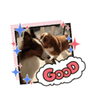 犬のチリィちゃんスタンプ（個別スタンプ：12）