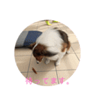 犬のチリィちゃんスタンプ（個別スタンプ：13）