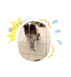 犬のチリィちゃんスタンプ（個別スタンプ：14）
