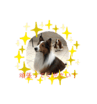 犬のチリィちゃんスタンプ（個別スタンプ：15）