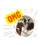 犬のチリィちゃんスタンプ（個別スタンプ：16）
