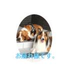 犬のチリィちゃんスタンプ（個別スタンプ：17）