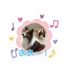 犬のチリィちゃんスタンプ（個別スタンプ：19）
