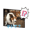 犬のチリィちゃんスタンプ（個別スタンプ：20）