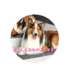 犬のチリィちゃんスタンプ（個別スタンプ：22）