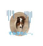 犬のチリィちゃんスタンプ（個別スタンプ：23）