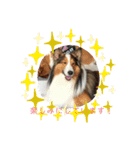 犬のチリィちゃんスタンプ（個別スタンプ：24）