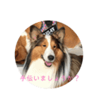 犬のチリィちゃんスタンプ（個別スタンプ：27）