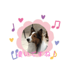 犬のチリィちゃんスタンプ（個別スタンプ：28）
